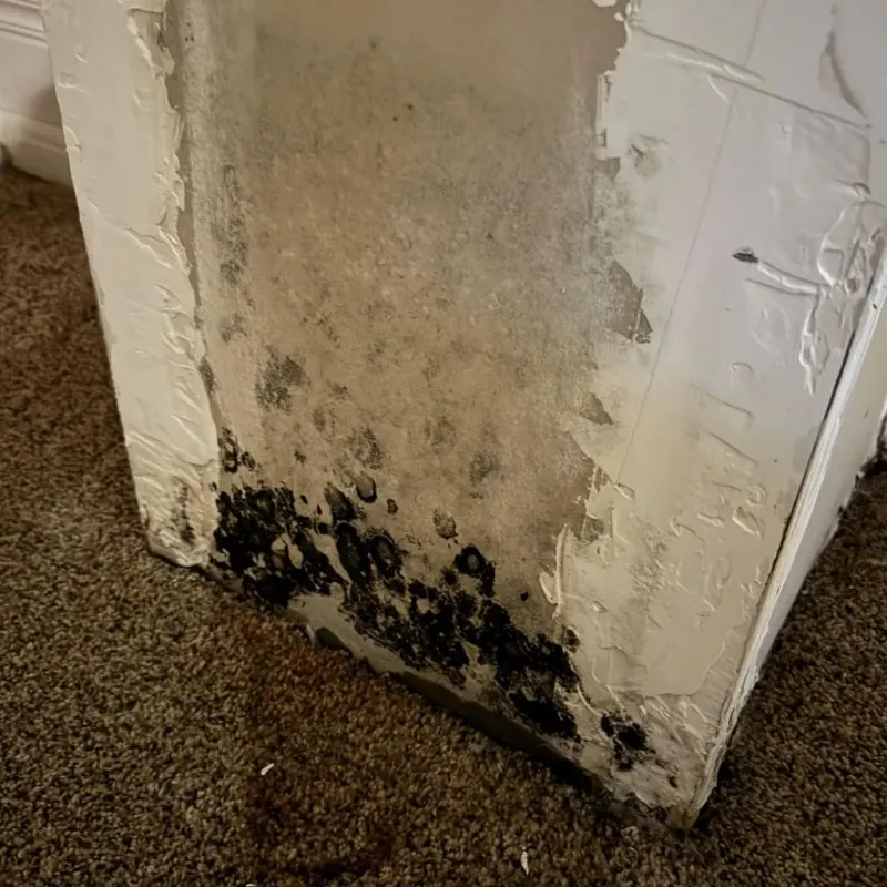 Professional Mold Removal in Pennington County, SD